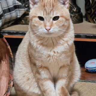 ご飯大好き❣人も大好き❣遊ぶの大好き❣こはく