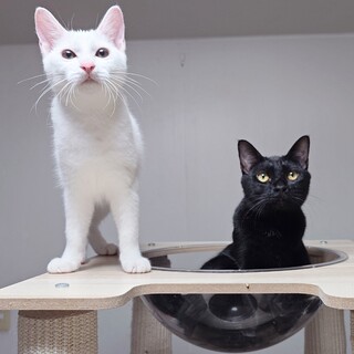 【5/11新橋】白猫＆黒猫ペア★白猫リンドウ