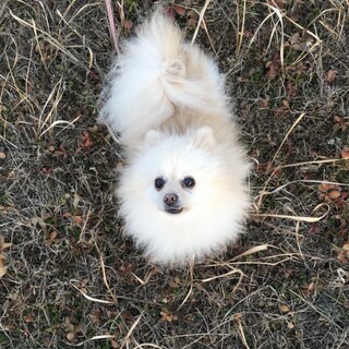 新しいお家を探しています。