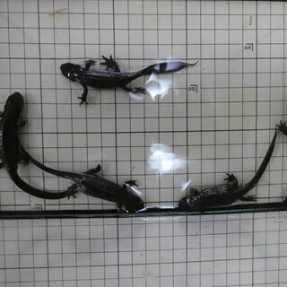 アカハライモリ→譲渡完了。ありがとうございました