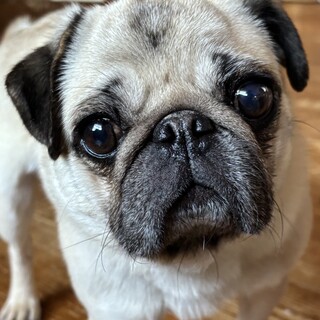 小さなパグ女子3歳　とにかく可愛らしいです
