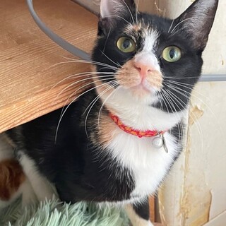 奥ゆかしい美少女★みーちゃ★ハチワレ三毛