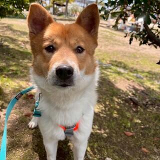 ワンコが好きな【大吉】君