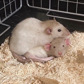 ファンシーラット メス2匹