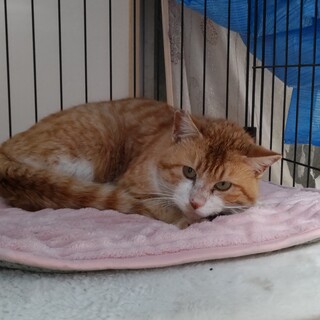 里親募集中です！