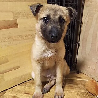 保健所救出犬！里親様緊急募集！！