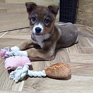 保健所救出犬！里親様緊急募集！！