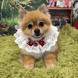 ポメラニアン　女の子　推定6歳　ミナリちゃん