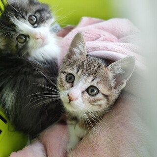 【4/13譲渡会】ふんわり兄妹「くりりん」