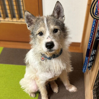 ホントに可愛い顔と性格、甘えん坊のライム君(^^♪