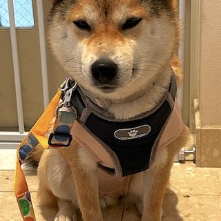 お散歩大好き元気で可愛い柴ミックスてまり