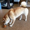 お散歩大好き元気で可愛い柴ミックスてまり サムネイル3