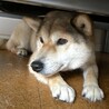 お散歩大好き元気で可愛い柴ミックスてまり サムネイル4