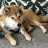 お散歩大好き元気で可愛い柴ミックスてまり サムネイル5