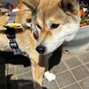 お散歩大好き元気で可愛い柴ミックスてまり サムネイル6
