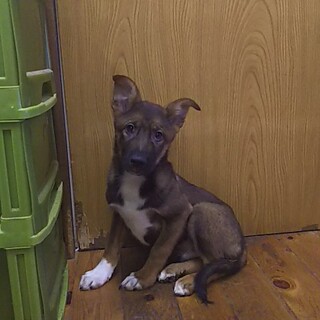 保健所救出犬！里親様緊急募集！！