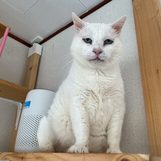 ෆ⃛とても優しいෆ⃛しらたまくん