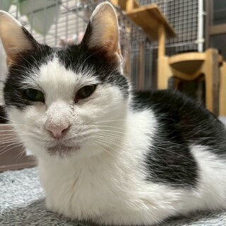 ෆ⃛穏やかシニア猫ෆ⃛マルメロくん