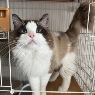 高齢のおっとりしてラグドールの男の子、なつめ