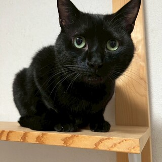 ෆ⃛小柄な女の子ෆ⃛さくらちゃん