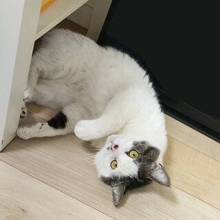 人懐っこい！キジ白、ぶちが可愛い！しょうじ君