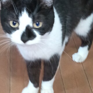 感情の通じる黒白甘えん坊膝乗り猫♀8歳