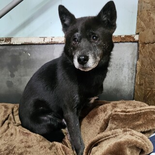 小さめで大人しい【ツバキ♂】