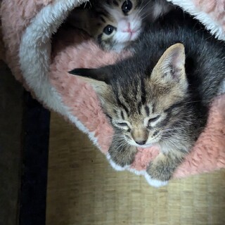 おとなしい子猫