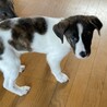 さみしがりやのゆずちゃん（3ヶ月） サムネイル2