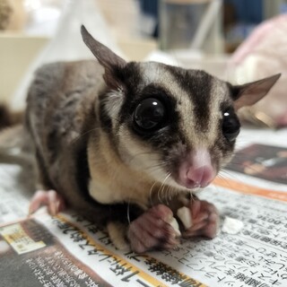 フクロモモンガの男の子 1歳10ヶ月