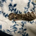 【募集停止】未熟児のベンガル子猫