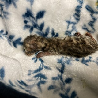 【募集停止】未熟児のベンガル子猫