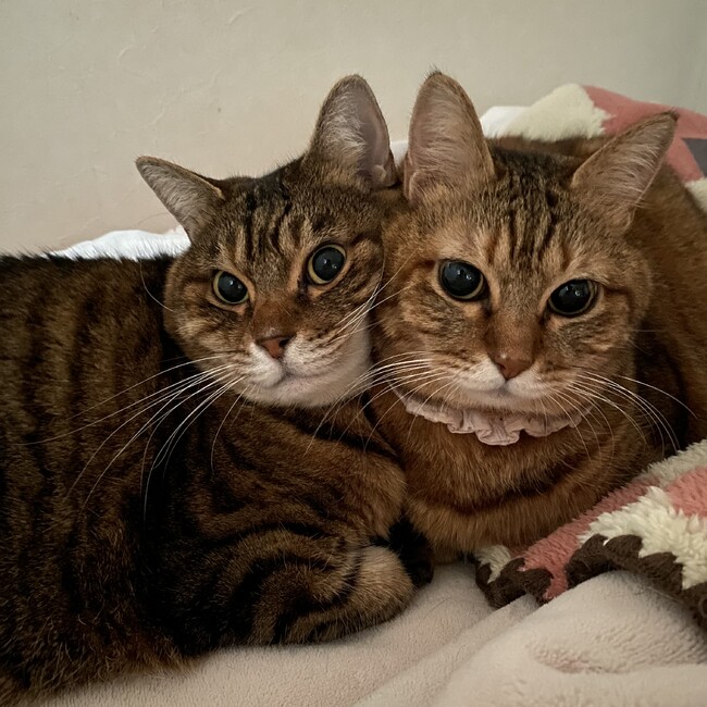 リナマのカバー写真