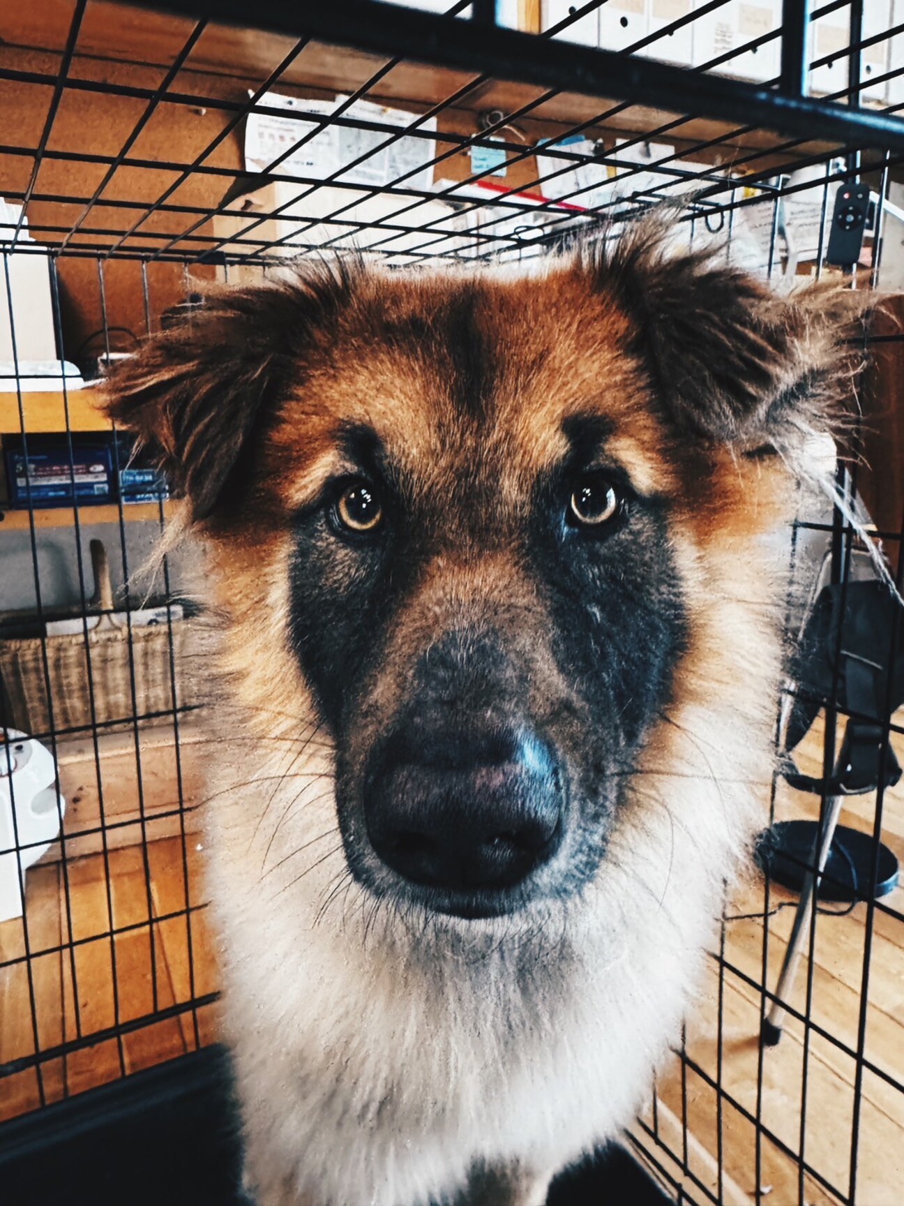 小さなレオンベルガーのよ」東京都 - 犬の里親募集(513546
