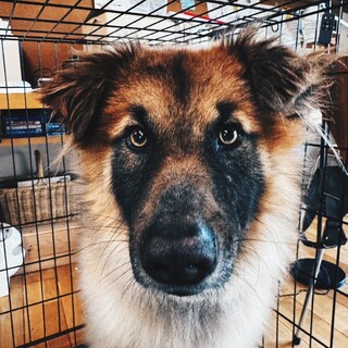 小さなレオンベルガーのような美しい男の子