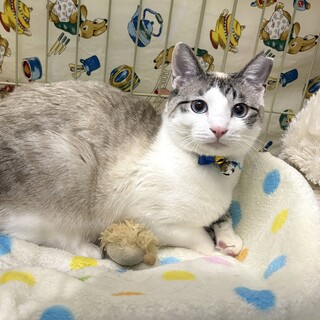 【4/13日東銀座】シャー坊くん★1歳♪