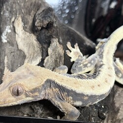 「最近の様子②」サムネイル2