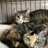 TNRで保護した5きょうだい子猫⭐︎あかねちゃん サムネイル4
