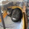 TNRで保護した5きょうだい子猫⭐︎あかねちゃん サムネイル5
