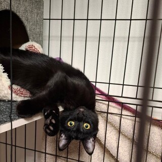 ゲージ暮らしが長いシナモンちゃん