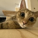 大人しいキジトラ猫ちゃんの里親さん探しております。
