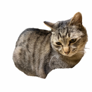 里親募集。人懐っこい男の子