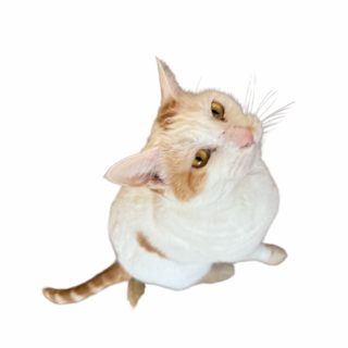 里親募集。小柄の甘えん坊な女の子。