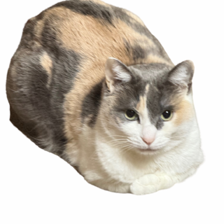 里親募集。大人しい男の子。