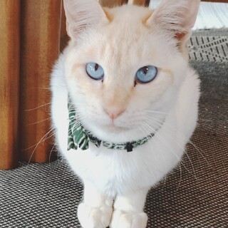 青い目のしろ君