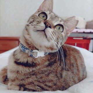 【募集一時中止】ミクロなちこちゃん