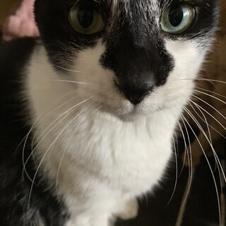 元気なハチワレくん