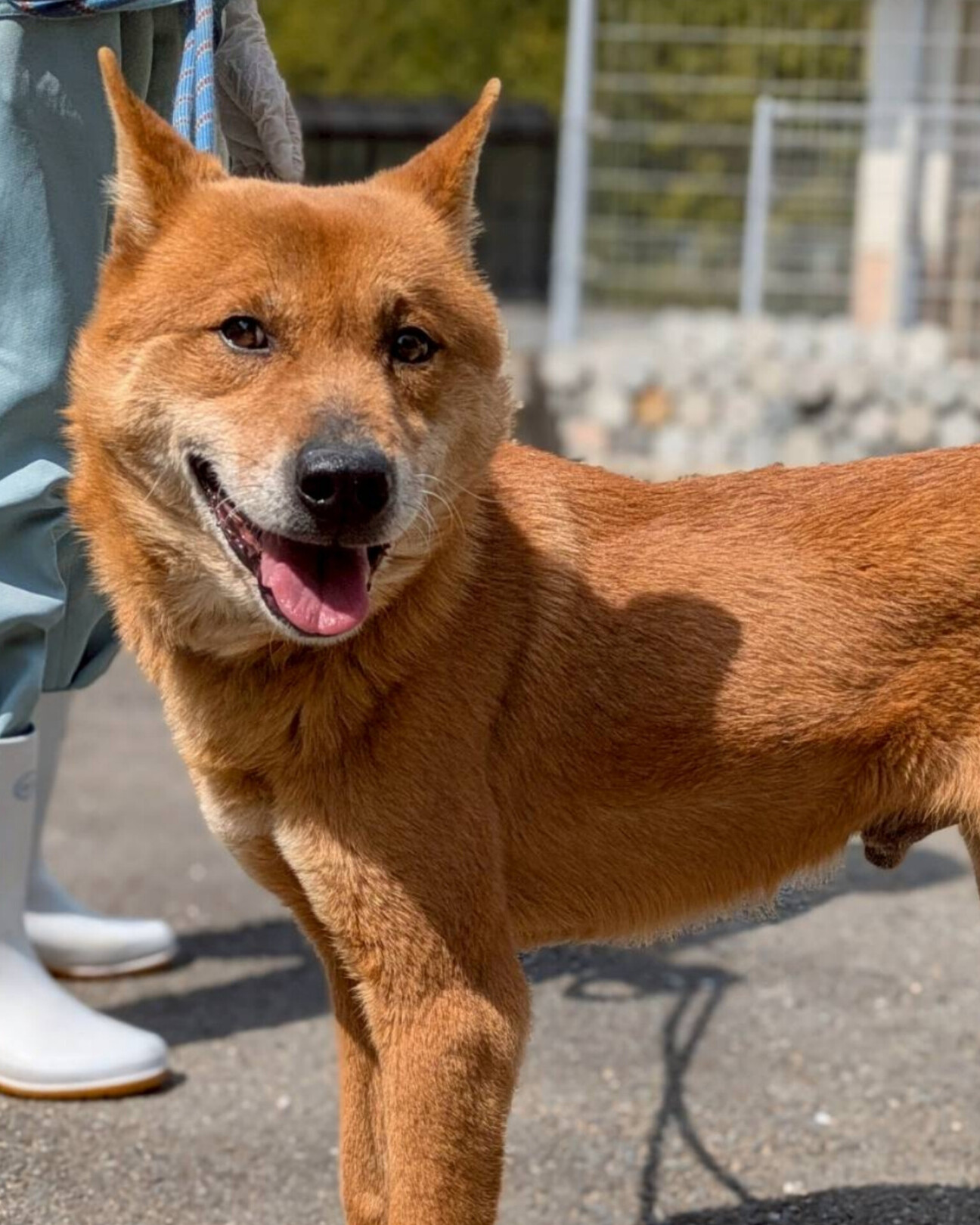 人馴れOK！柴風イケワン」岡山県 - 犬の里親募集(513382) :: ペット