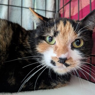 元気いっぱい３本足の三毛猫　さぼてん♀