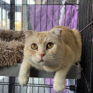 マンチカン　女の子　7歳